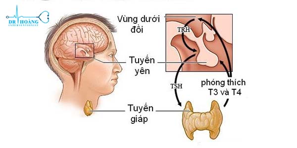 xét nghiệm chức năng tuyến giáp